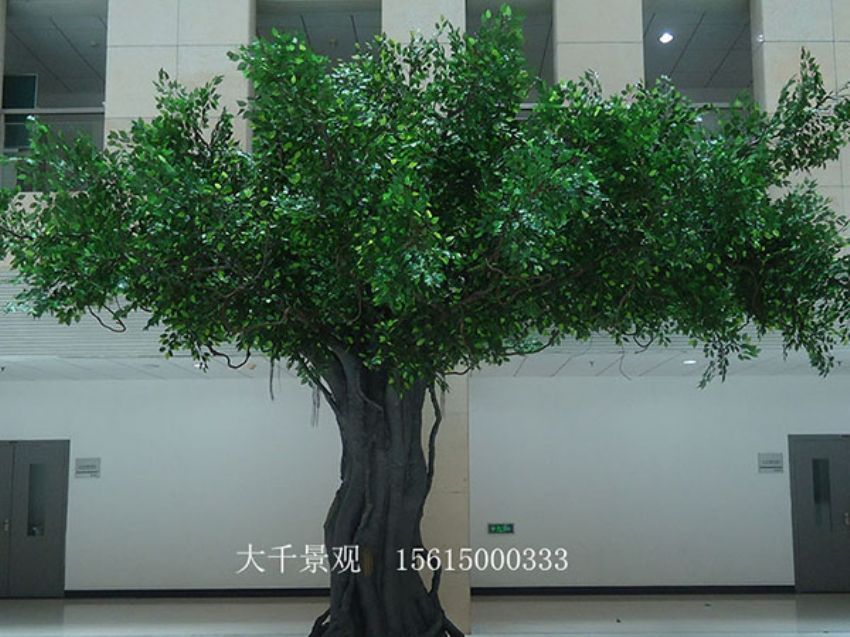 點(diǎn)擊查看詳細(xì)信息<br>標(biāo)題：室內(nèi)榕樹 閱讀次數(shù)：1362