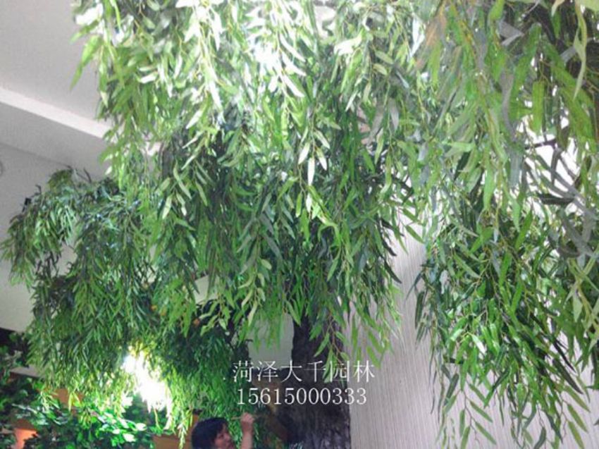點(diǎn)擊查看詳細(xì)信息<br>標(biāo)題：假樹(shù) 閱讀次數(shù)：1308