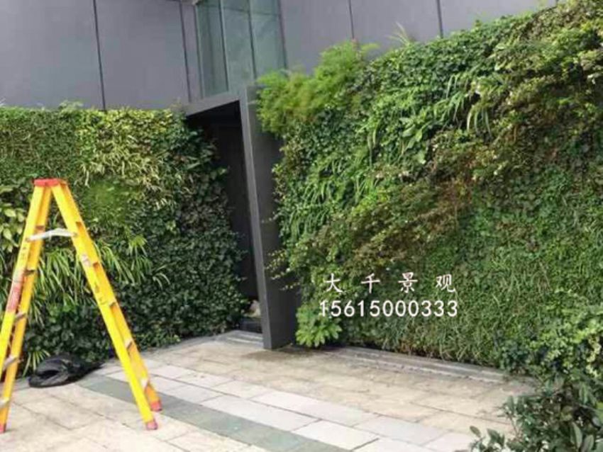 點(diǎn)擊查看詳細(xì)信息<br>標(biāo)題：綠植墻 閱讀次數(shù)：1467